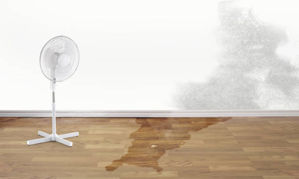 Best Water damage contractors near me  in Sunnyside, GA